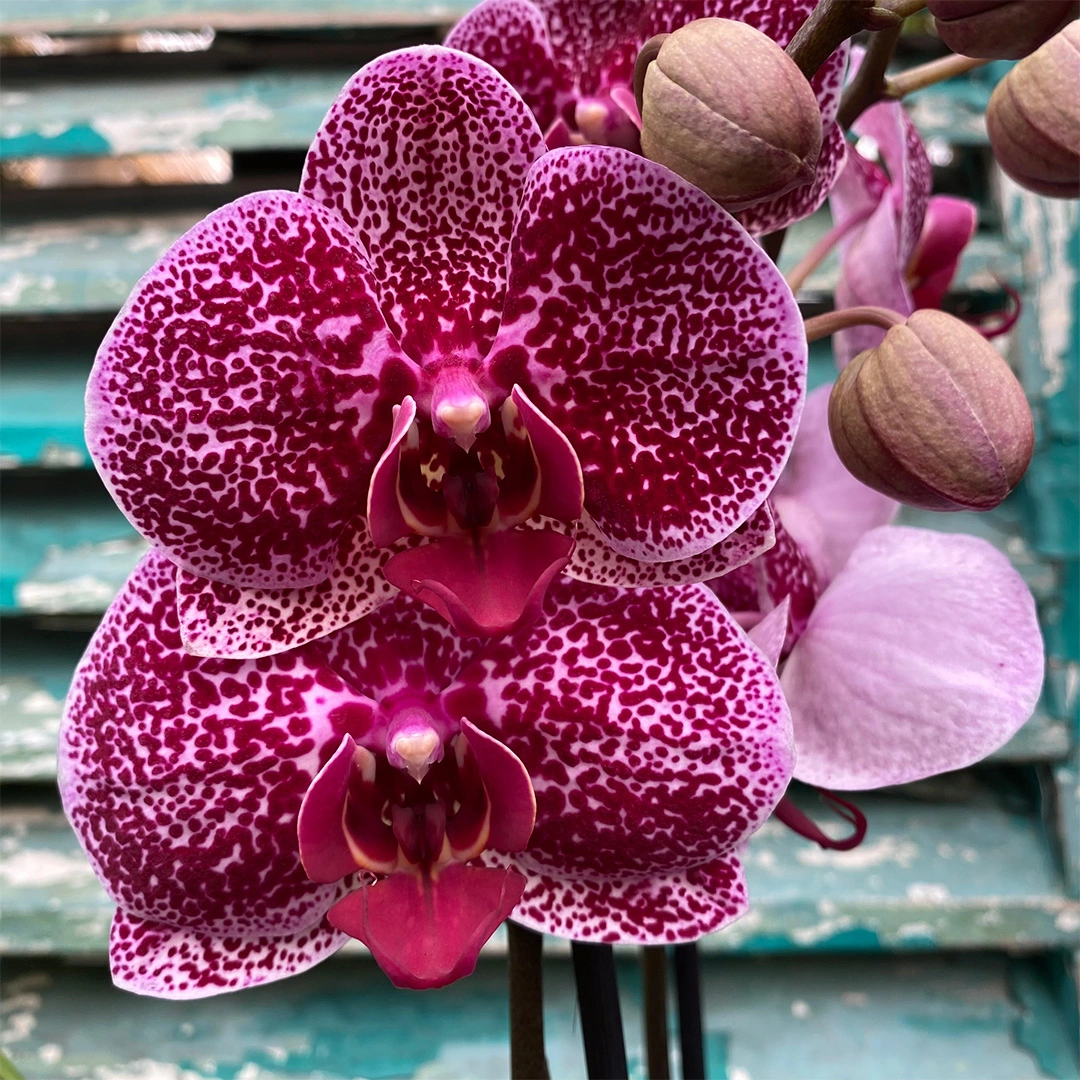 Phalaenopsis 'Jaguar' (Pot Size 12cm) Moth Orchid The Boma Garden Centre