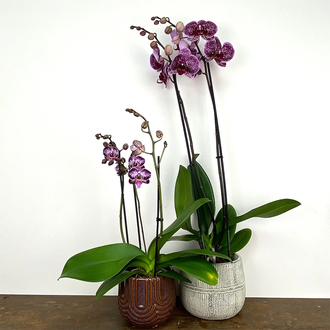 Phalaenopsis 'Jaguar' (Pot Size 12cm) Moth Orchid - image 2