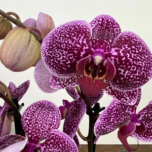 Phalaenopsis 'Jaguar' (Pot Size 12cm) Moth Orchid - image 3