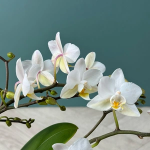 Phalaenopsis Kolibri 4 Stems - Moth Orchid - image 1