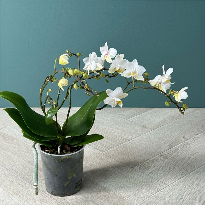 Phalaenopsis Kolibri 4 Stems - Moth Orchid - image 2