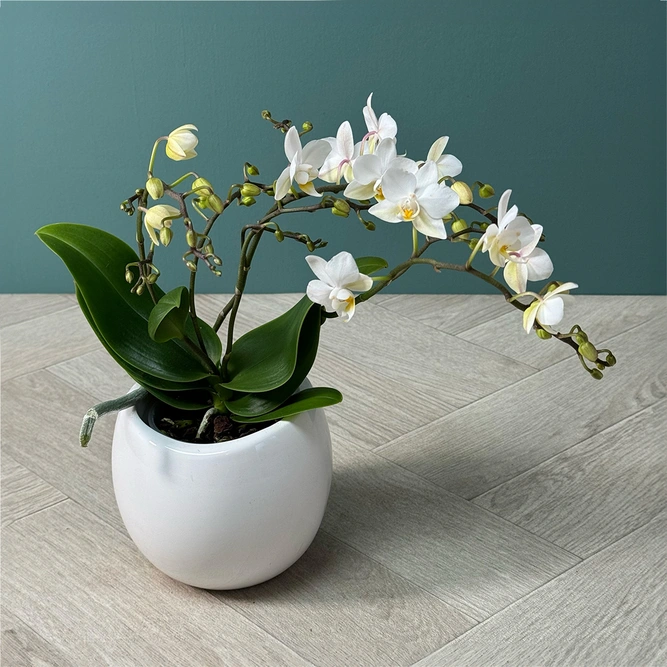 Phalaenopsis Kolibri 4 Stems - Moth Orchid - image 4