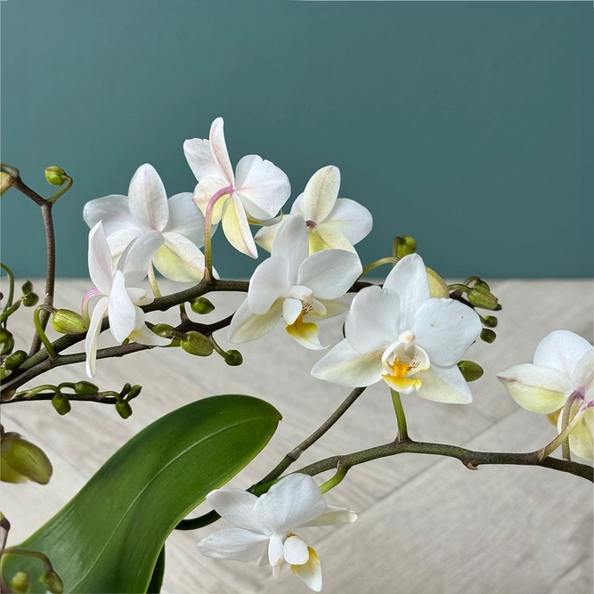 Phalaenopsis Kolibri 4 Stems - Moth Orchid - image 3