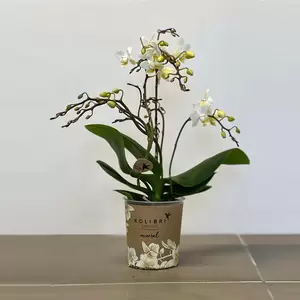 Phalaenopsis 'Liberty White' (Pot Size 9cm) Moth orchid - image 2