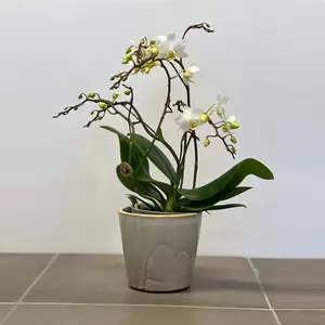 Phalaenopsis 'Liberty White' (Pot Size 9cm) Moth orchid - image 3