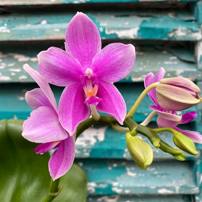 Phalaenopsis 'Love Potion' (Pot Size 12cm) Moth Orchid - image 2