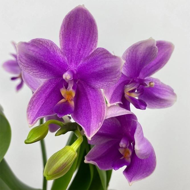 Phalaenopsis 'Love Potion' (Pot Size 12cm) Moth Orchid - image 3