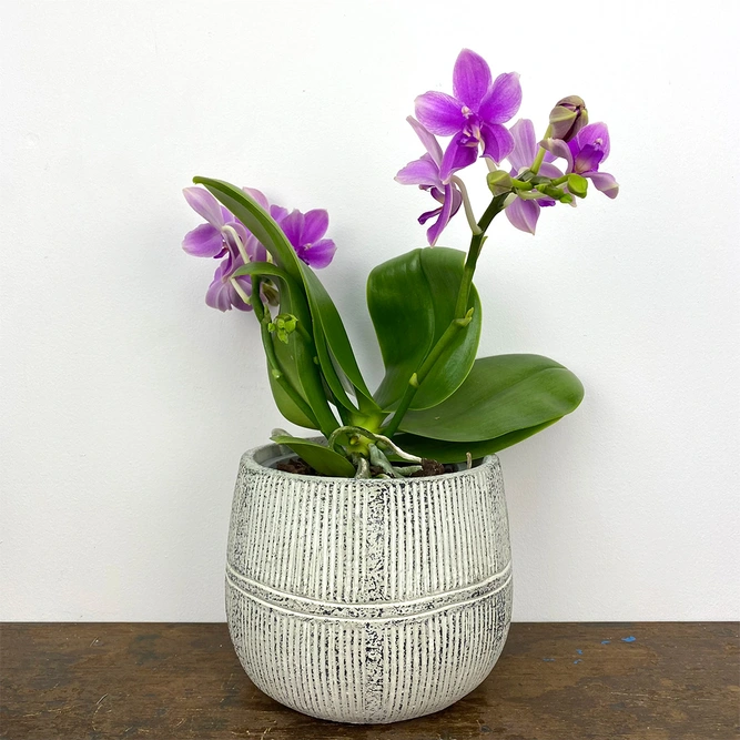Phalaenopsis 'Love Potion' (Pot Size 12cm) Moth Orchid - image 4