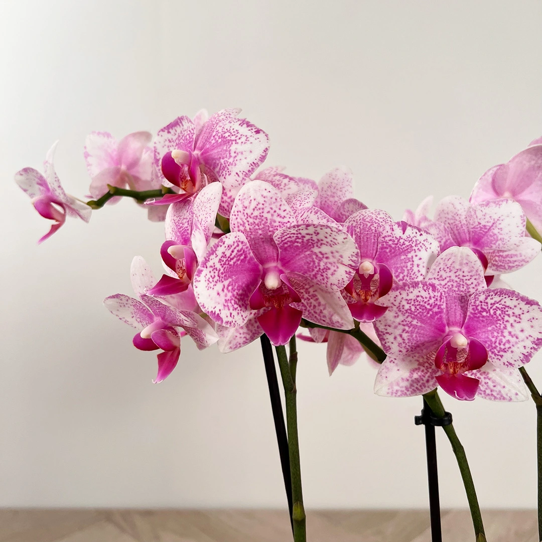 Orchidées Colibri  Orchidée Phalaenopsis rose - Mineral Rotterdam 
