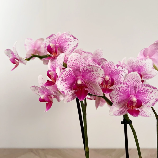 Phalaenopsis ‘Rotterdam’ Pink (9cm) - image 1