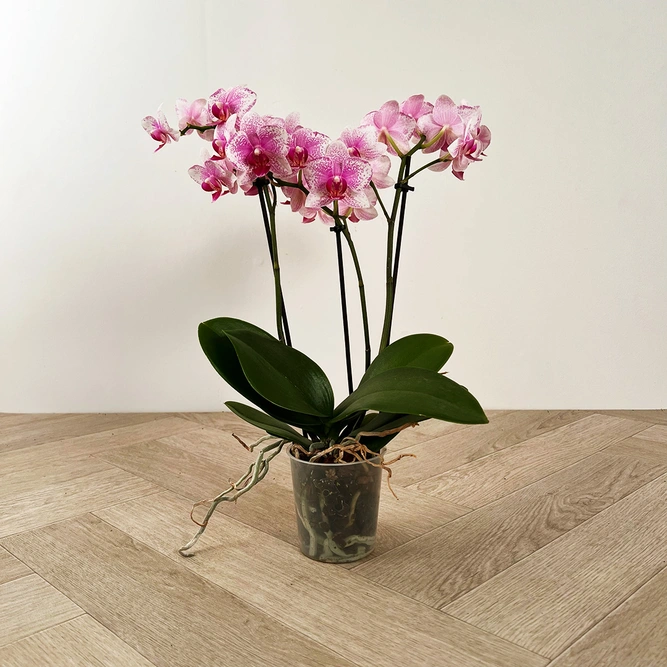 Phalaenopsis ‘Rotterdam’ Pink (9cm) - image 2