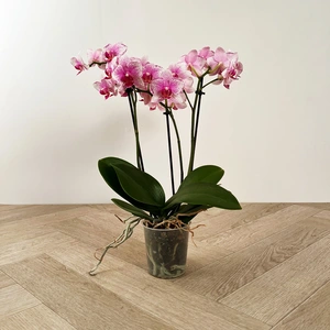 Phalaenopsis ‘Rotterdam’ Pink (9cm) - image 2