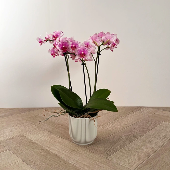 Phalaenopsis ‘Rotterdam’ Pink (9cm) - image 3