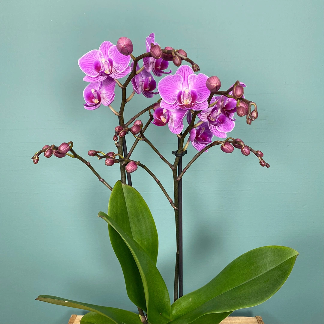 Phalaenopsis Violet (Pot size 9cm) - The Boma Garden Centre