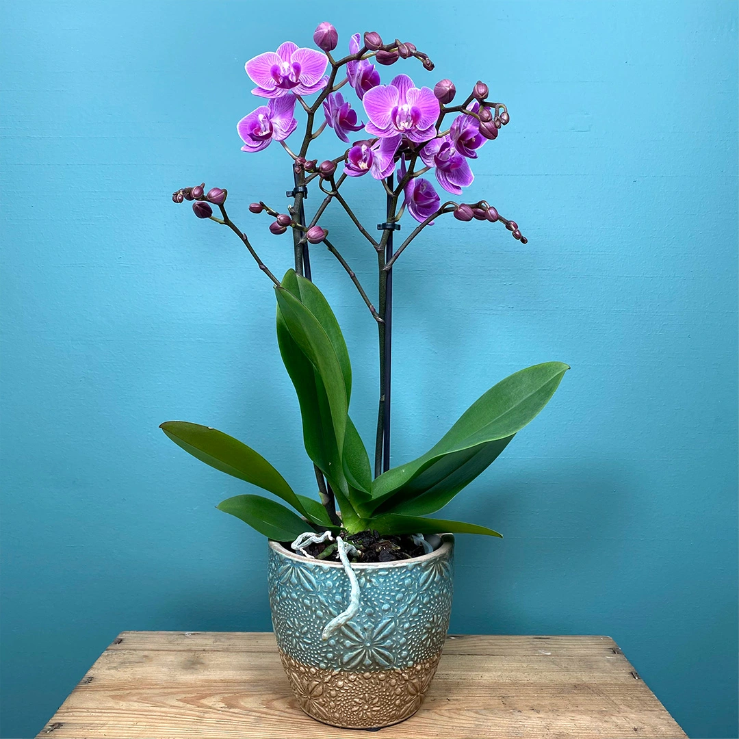 Phalaenopsis Violet (Pot size 9cm) - The Boma Garden Centre