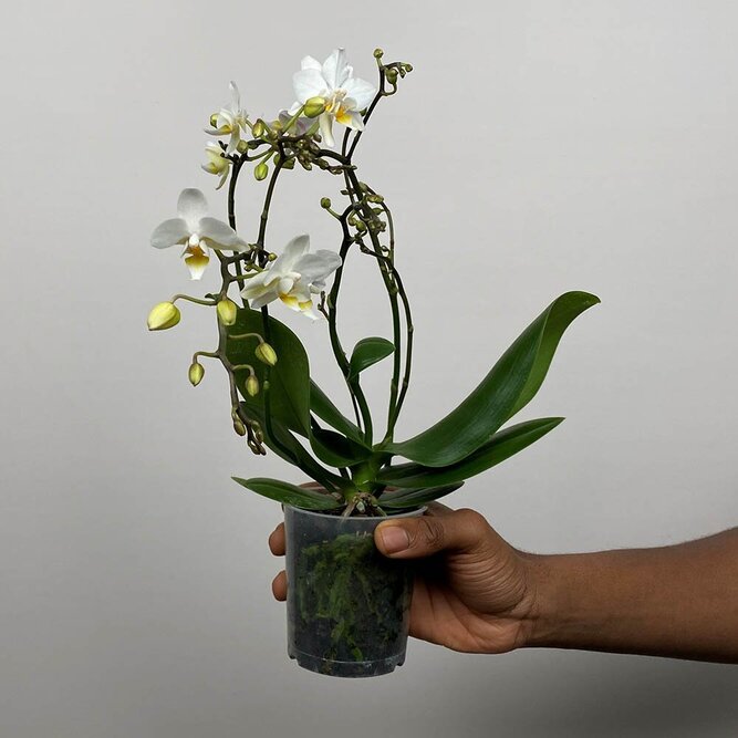 Phalenopsis 'Kolibri' (Pot Size 9cm) Moth orchid - image 3