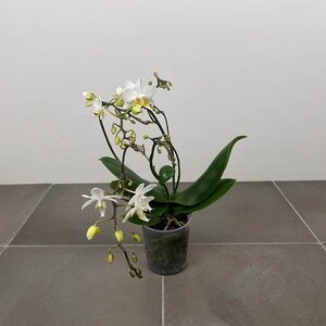 Phalenopsis 'Kolibri' (Pot Size 9cm) Moth orchid - image 4