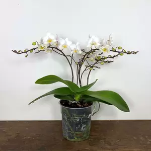 Phalenopsis 'Wild White' (Pot Size 12cm) - image 2