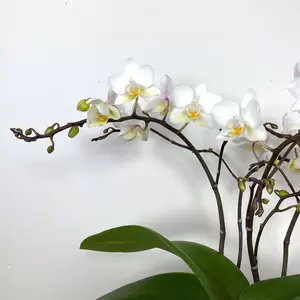 Phalenopsis 'Wild White' (Pot Size 12cm) - image 3