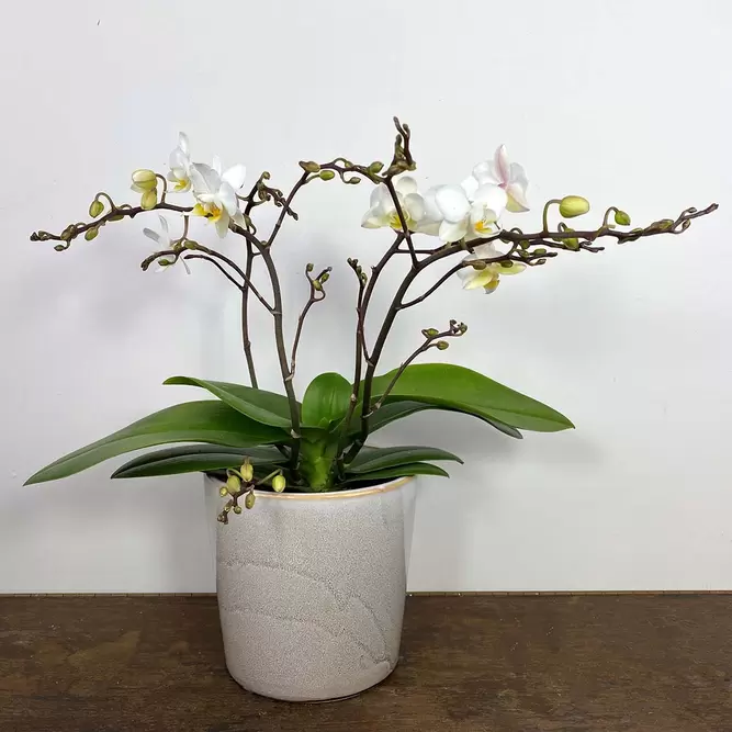 Phalenopsis 'Wild White' (Pot Size 12cm) - image 1