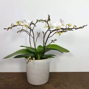 Phalenopsis 'Wild White' (Pot Size 12cm) - image 1