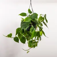 Philodendron