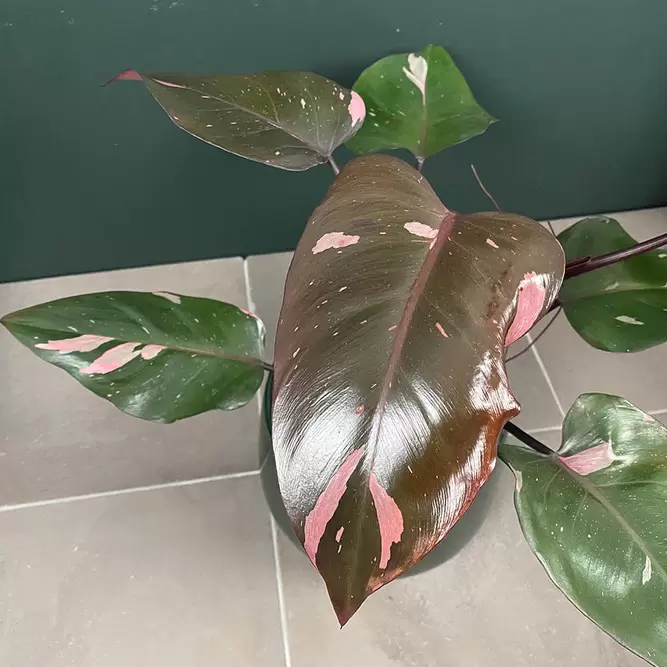 Philodendron erubescens 'Pink Princess' (Pot Size 17cm) Philodendron 'Pink Princess' - image 2