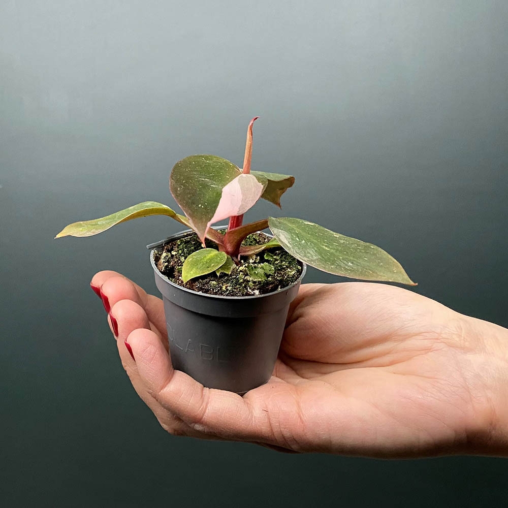 plant globe Self Watering Plant Globes main image 1