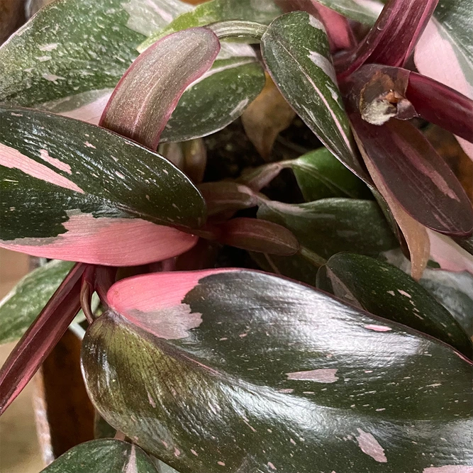 Philodendron erubescens 'Pink Princess' (Pot Size 6cm) Philodendron 'Pink Princess' - image 2