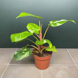 Philodendron erubescens 'White Princess' (Pot Size 17cm) Philodendron 'White Princess' - image 3