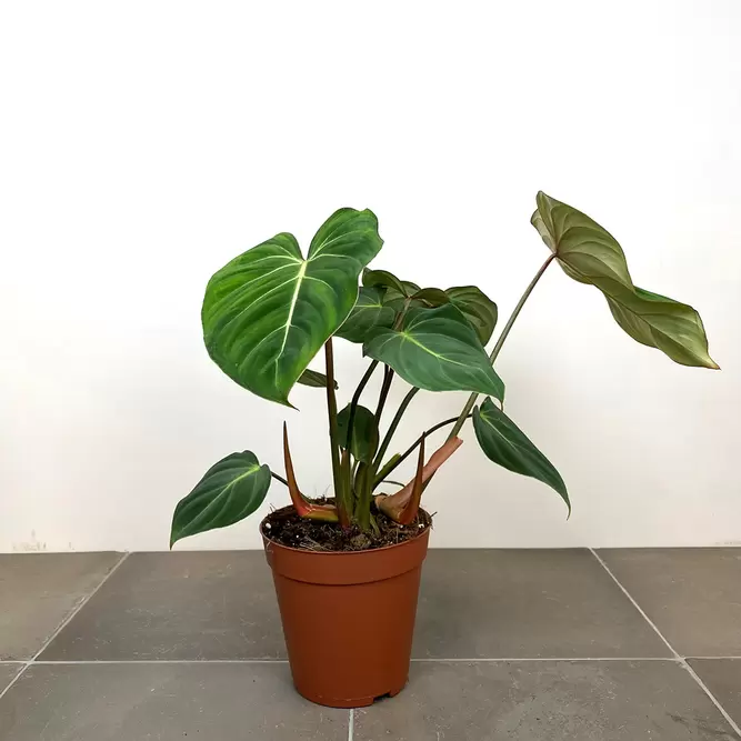 Philodendron gloriosum (Pot Size 15cm) Velvet Philodendron - image 3