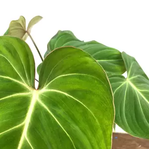 Philodendron gloriosum (Pot Size 15cm) Velvet Philodendron - image 4