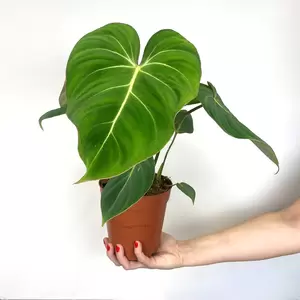 Philodendron gloriosum (Pot Size 15cm) Velvet Philodendron - image 2