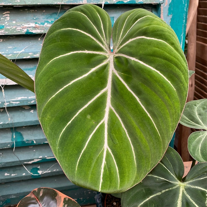 Philodendron gloriosum (Pot Size 15cm) Velvet Philodendron - image 1