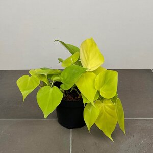 Philodendron hederaceum 'Lemon Lime' (Pot Size 12cm) Philodendron 'Lemon Lime' - image 2