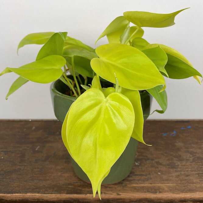 Philodendron hederaceum 'Lemon Lime' (Pot Size 12cm) Philodendron 'Lemon Lime' - image 1