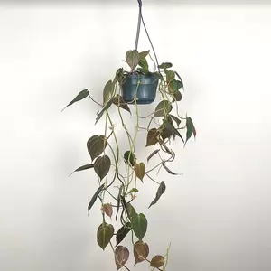 Philodendron hederaceum 'Micans' (Hanging Pot 15cm) Philodendron micans - image 2