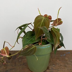 Philodendron hederaceum 'Micans' (Pot Size 12cm) Philodendron micans - image 2