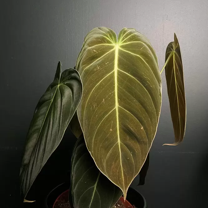 Philodendron melanochrysum (Pot Size 12cm)   Black-gold philodendron - image 3