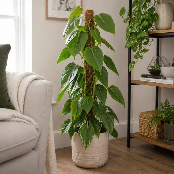 Philodendron ‘Pert’ on Moss Pole ( Pot size17cm)