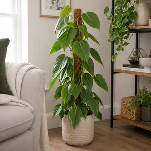 Philodendron ‘Pert’ on Moss Pole ( Pot size17cm)