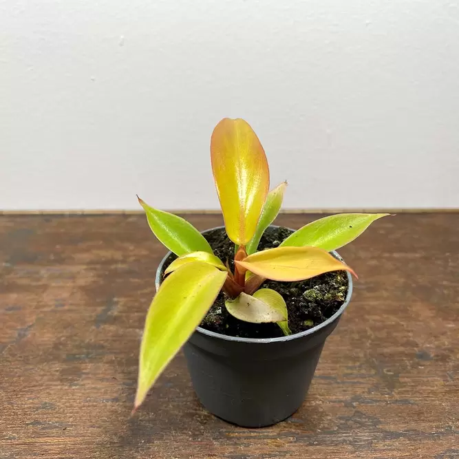 Philodendron 'Prince of Orange' (Pot Size 6cm) - image 1