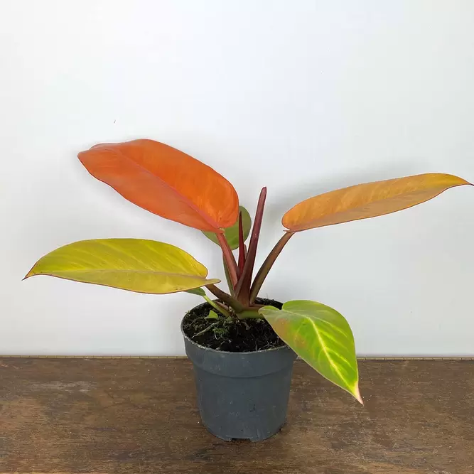 Philodendron 'Prince of Orange' (Pot Size 14cm) - image 1