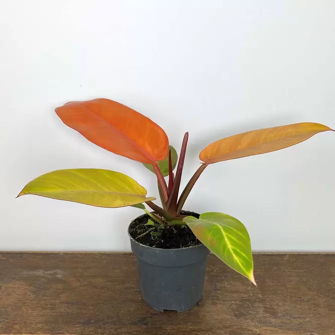 Philodendron 'Prince of Orange' (Pot Size 14cm) - image 2