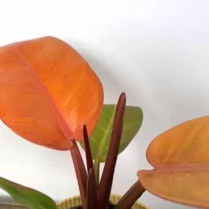 Philodendron 'Prince of Orange' (Pot Size 14cm) - image 3