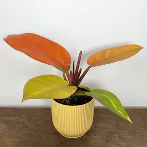 Philodendron 'Prince of Orange' (Pot Size 14cm) - image 1