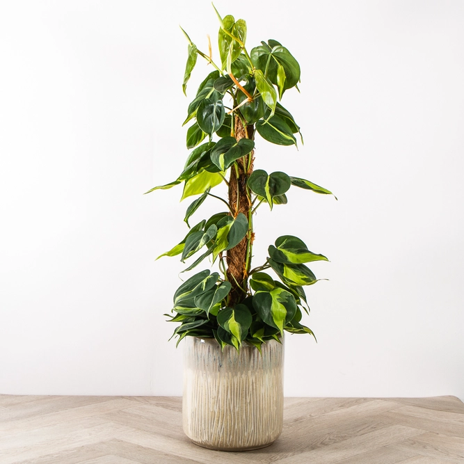 Philodendron scandens 'Brasil' (17cm) Sweetheart Vine - image 1