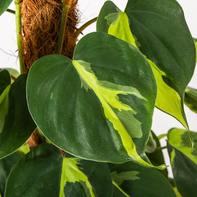 Philodendron scandens 'Brasil' (17cm) Sweetheart Vine - image 3