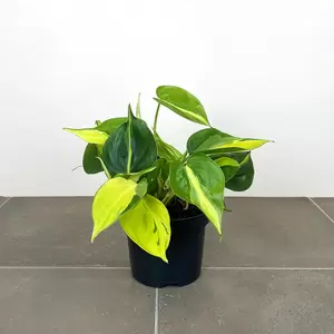 Philodendron scandens 'Brasil' (Pot Size 12cm) Sweetheart Vine - image 4