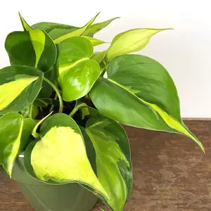 Philodendron scandens 'Brasil' (Pot Size 12cm) Sweetheart Vine - image 1